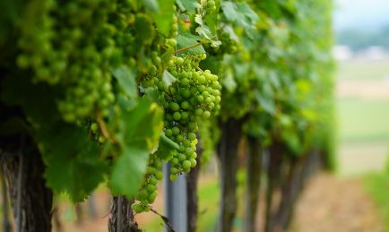 Essex’s Crouch Valley is a leading centre of English wine making