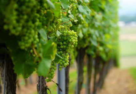 Essex’s Crouch Valley is a leading centre of English wine making