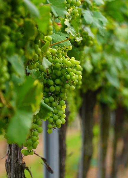 Essex’s Crouch Valley is a leading centre of English wine making