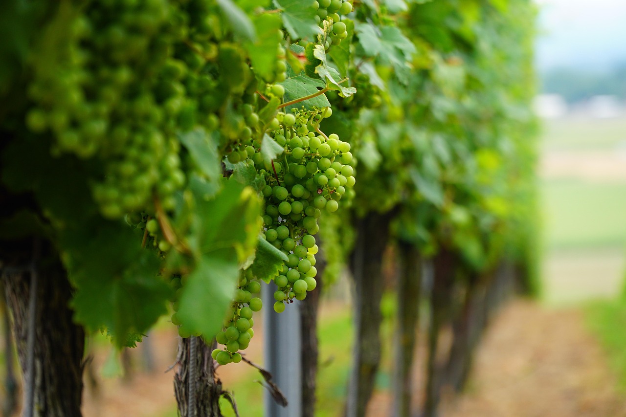 Grapes on the vine in a vineyard.