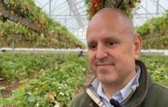 End of season for strawberries at Tiptree