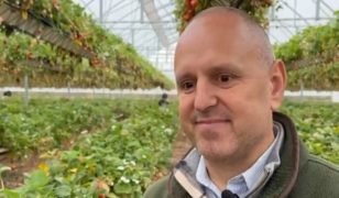 End of season for strawberries at Tiptree