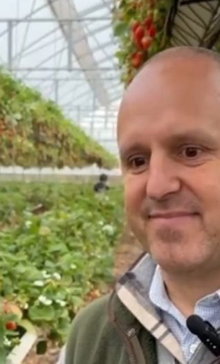 End of season for strawberries at Tiptree