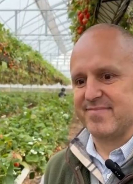 End of season for strawberries at Tiptree