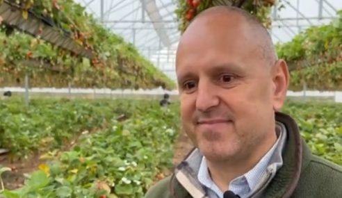 End of season for strawberries at Tiptree