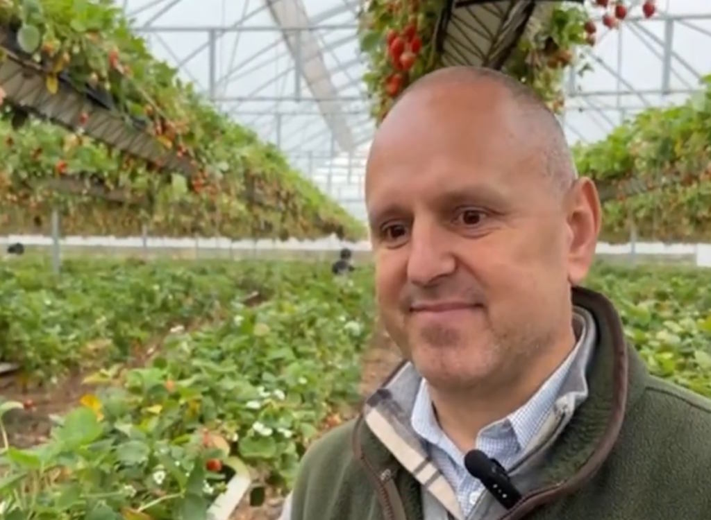 The strawberry tunnels at Wilkin and Sons Ltd.